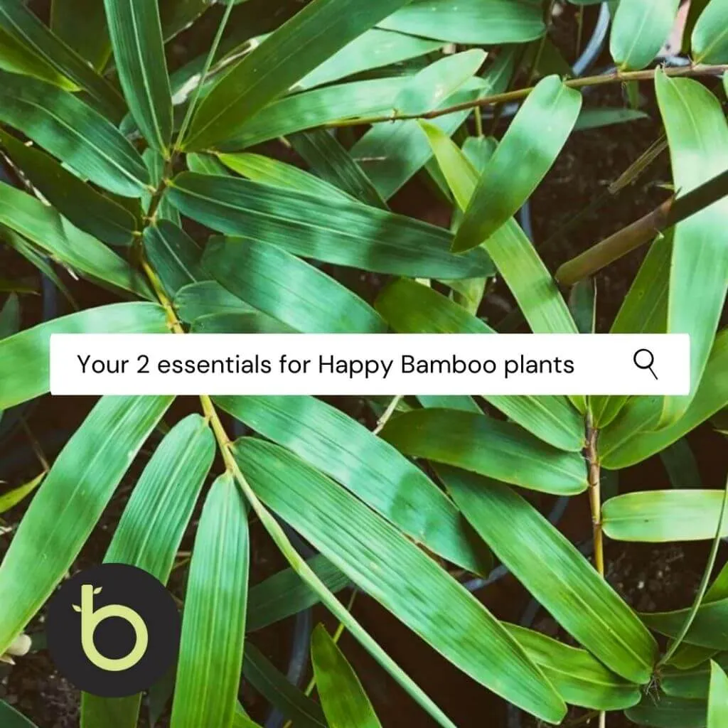 Bamboo Fertiliser Pack (incl. SMS reminders)